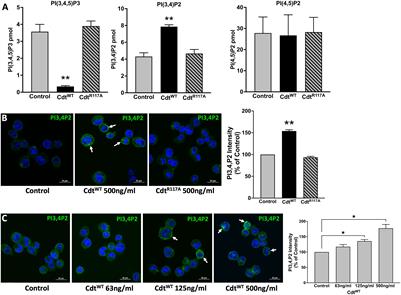Aggregatibacter actinomycetemcomitans cytolethal distending toxin modulates host phagocytic function
